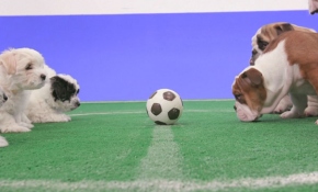 İngiliz taraftarlar için alternatif fikstür: Köpek yavrusu futbolu