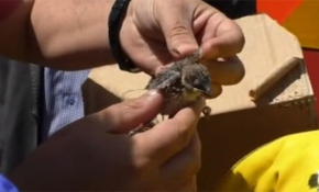 Serçe yavrusunu kurtarmak için seferber oldular