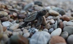 Caretta carettalar için yaşam nöbeti tutan muhtar