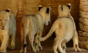 Üçüz aslan yavruları ilk kez güneşle buluştu