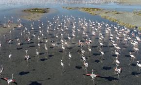 Tuz Gölü flamingo yavrularına ev sahipliği yapıyor