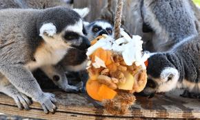 Yaramaz lemurlar organik meyveyle besleniyor