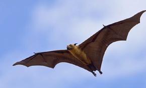 Houston'da göçmen yarasalardan ofis ziyareti