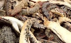 Endonezya'da köylüler "intikam için" 292 timsah öldürdü