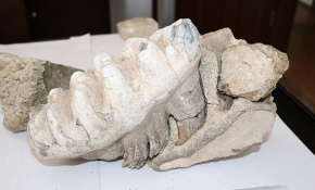 Yozgat'ta 8 milyon yıllık çene kemiği fosili bulundu