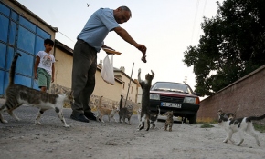 Kediler muhtarın yolunu gözlüyor