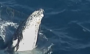 Kambur balina köpek balığı ağlarından kurtarıldı