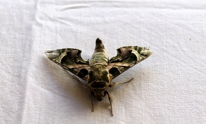 Antalya'da mekik kelebeği bulundu