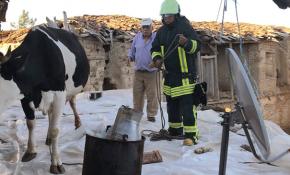 Çatıda mahsur kalan ineği itfaiye ekipleri kurtardı