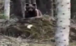 Ormanda gördüğü ayıyı "Gel oğlum" diyerek çağırdı