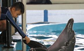 Endonezya’da otistik çocuklara yunuslarla terapi yapılıyor