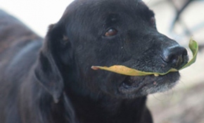 Akıllı köpekten "yaprak" ile alışveriş