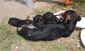 Yaralı köpek yavrularını emzirmeye devam etti