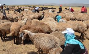 Yaz tatilinde ailelerine süt sağımında yardım ediyorlar