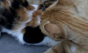 Anne kedi yavrusuna havlayan köpeğin üzerine sıçradı