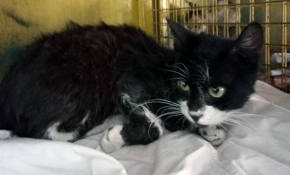 Zehirlenen kediyi itfaiye ekipleri hayata döndürdü