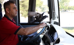 Halk otobüsü şoförü güvercinle çalışıyor