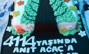 En yaşlı porsuk ağacına doğum günü pastası kesildi