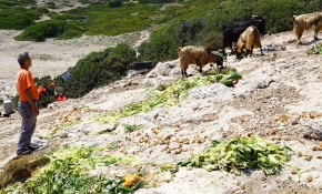 20 yıldır adadaki keçilere gönüllü bakıcılık yapıyor