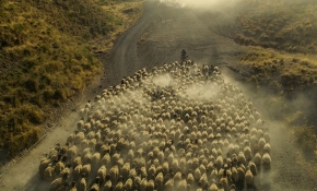 Gün batımında koyunların Nemrut Dağı'na yolculuğu