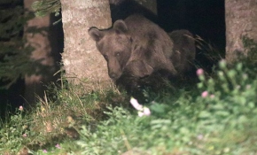 Gölcük Tabiat Parkı'nda ayılara karşı önlem