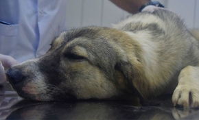 Telle sarılıp çöpe atılan köpeğin imdadına belediye ekipleri yetişti