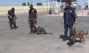 Dedektör köpekler 6 ayda 5 milyon liralık kaçak mal yakaladı