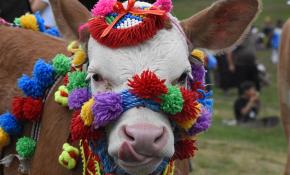 İki bin rakımlı yaylada festival keyfi