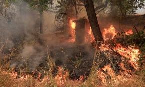 California'da orman yangınları kontrol altına alınamadı: 6 ölü