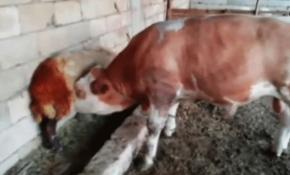 Süt hırsızı boğa çıktı