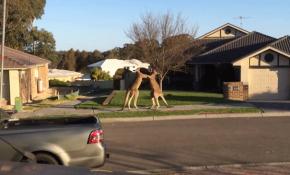 Avustralya'nın başı kangurularla dertte