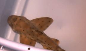 ABD'de hırsızlar köpek balığını bebek kılığına sokarak kaçırdı