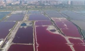 Çin’deki tuz gölü artan sıcaklıklar nedeniyle renk değiştirdi