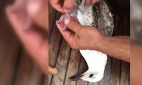 Bacağına olta dolanan martıyı tekne kaptanı kurtardı