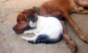 Kedi ve köpek dostluklarıyla iç ısıtıyor