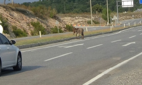 İnatçı eşek kaçtı, zabıta ekipleri kovaladı