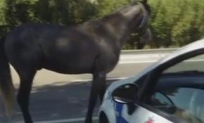 Başıboş at polis memurlarına zor anlar yaşattı