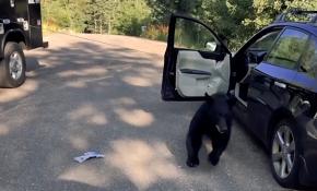 ABD Colorado'da bir ayı park halindeki araca girdi