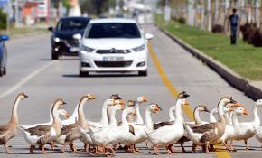 Yoldan geçen kazlar trafiği durdurdu