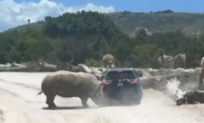 Meksika'da bir gergedan safariye gelen ailenin aracına saldırdı