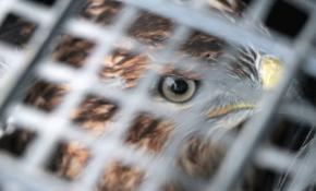 Tellere takılan şahini orman işçileri kurtardı