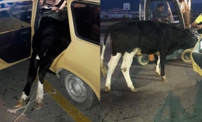 Otomobilden 400 kiloluk dana çıktı