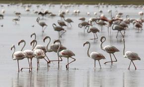 Akgöl 45'e yakın kuş türüne ev sahipliği yapıyor