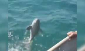 Üzerine takılan poşetten kurtarılan yavru yunus balıkçılara teşekkür etti