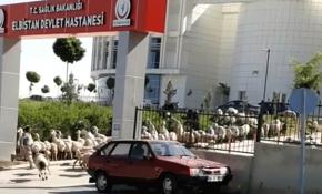 Koyunlar hastane bahçesine girdi