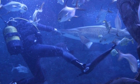 Köpek balıklarını korkusuz dalgıçlar besliyor