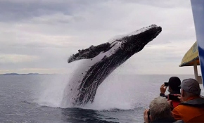 Kambur balinanın havada muhteşem şovu