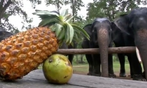 Hindistan'da filler 'sağlık kampı'nda gençleşiyor