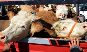 Doğu Anadolu'dan batı illerine kurbanlık sevkiyatı başladı