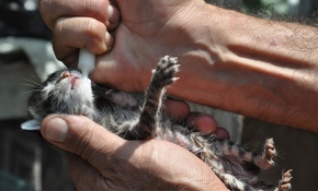 Sandıkta bulduğu kedi yavrularını şırıngayla besliyor